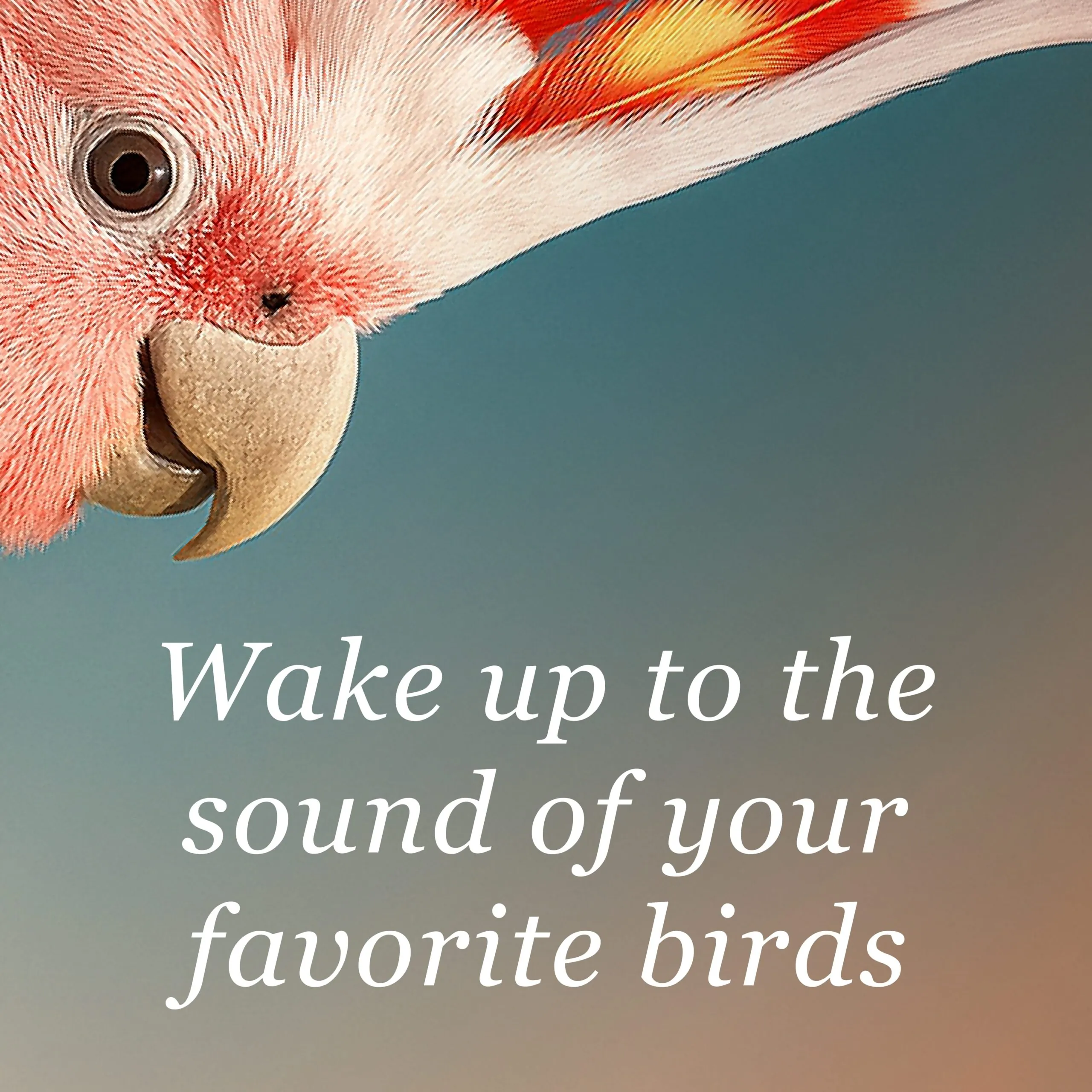 Bird Rise: Wake Up Gently